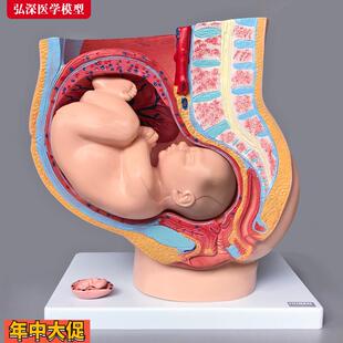 女性生殖系统模型人体矢状解剖盆腔腹部结构怀孕妇产科示教学胎儿