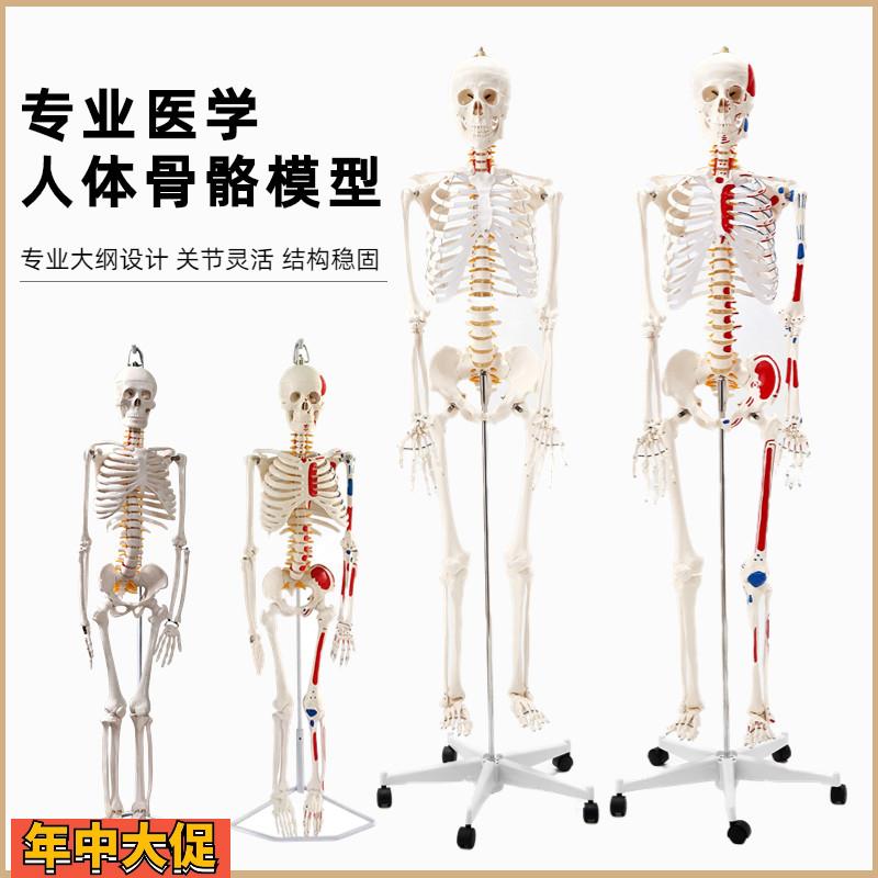 85cm人体骨骼模型170cm骨架人体骨架成人大白骷髅标本教学脊椎全