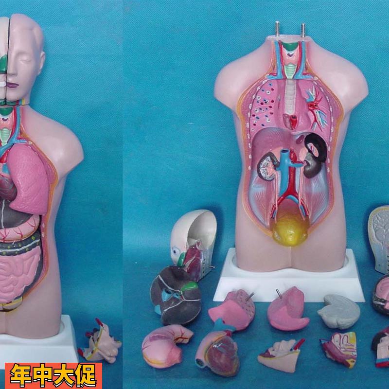 42CM两性人体躯干模型14件解剖内脏分布可拆教具骨骼儿童益智玩具