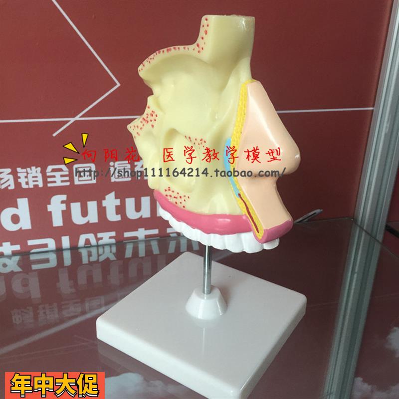 人体鼻腔解剖模型教学模型五官科医用模型14.5*13*5.5CM