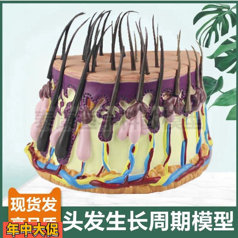 头发生长周期模型生发植发医患沟通毛囊毛干结构人体皮肤组织解剖