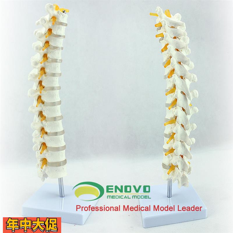ENOVO医学1:1人体胸椎模型脊椎腰椎颈椎胸椎正骨骨科骨骼模型
