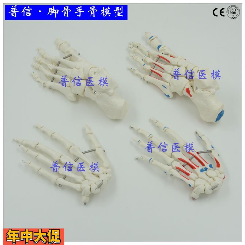 普信1比1真人大小手骨脚骨肌肉起止点标识骨科按摩教学医用踝
