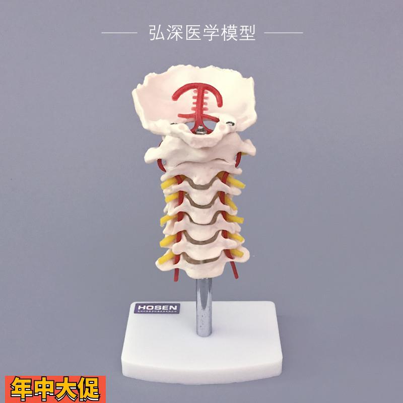 人体颈椎模型带颈动脉后枕骨骼血管神经骨科医学教学塑料模具弘深