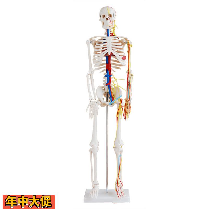 人体骨骼带心脏与血管模型85CM(全身带支架)骨架教学美术