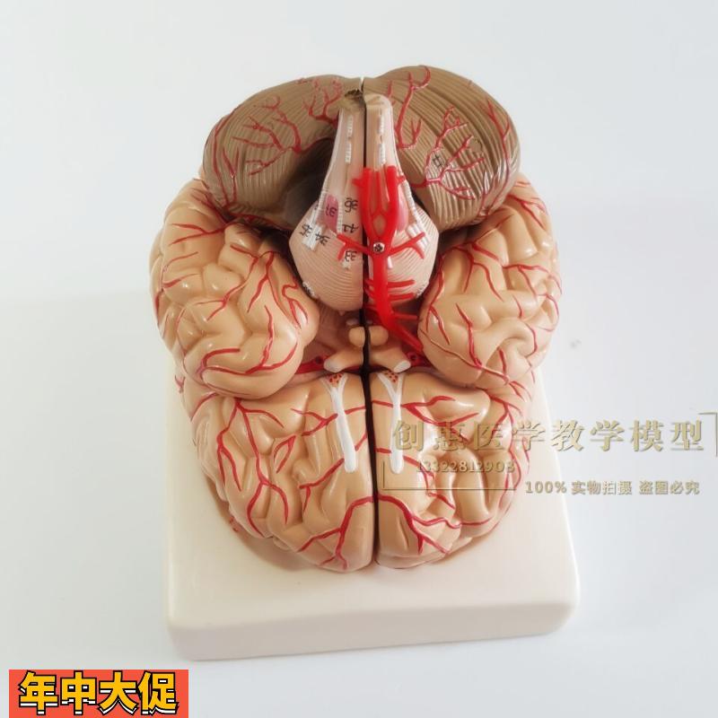 正品医用人体大脑解剖模型大脑模型脑动脉模型可拆卸9部件