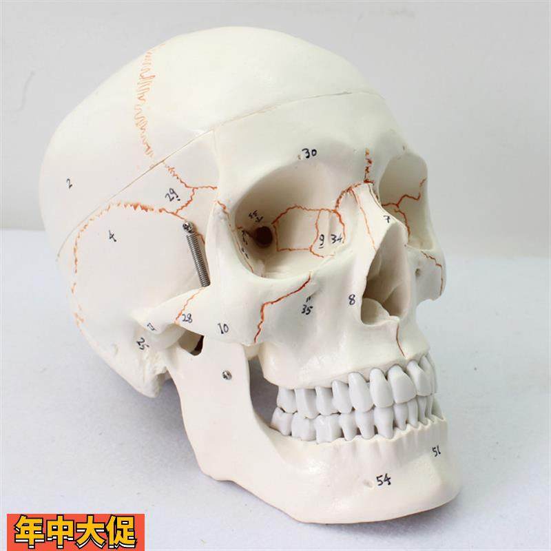 颐诺正品医用人体头头颅骨模型标本骨骼模型学生用品用具模型礼物,玩具/童车/益智/积木/模型,其他模型玩具,淘宝优惠券,粉丝福利购,淘宝优惠卷
