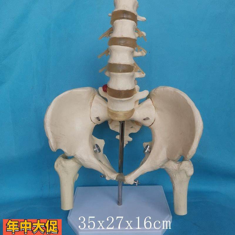 成人1:1骨盆腰椎骶骨股骨盆骨模型腰间盘神经骨骼骨架医用教学,玩具/童车/益智/积木/模型,其他模型玩具,淘宝优惠券,粉丝福利购,淘宝优惠卷