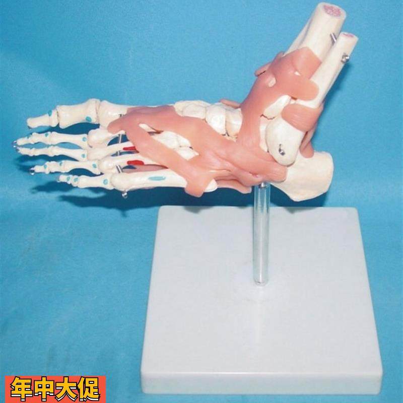 包邮自然大脚关节骨骼功能画色模型人体骨骼.骨架医用教学讲解,玩具/童车/益智/积木/模型,其他模型玩具,淘宝优惠券,粉丝福利购,淘宝优惠卷