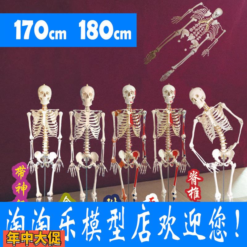厂家直销170人体骨骼模型180cm韧带神经骷髅骨架医用肌肉起止点85