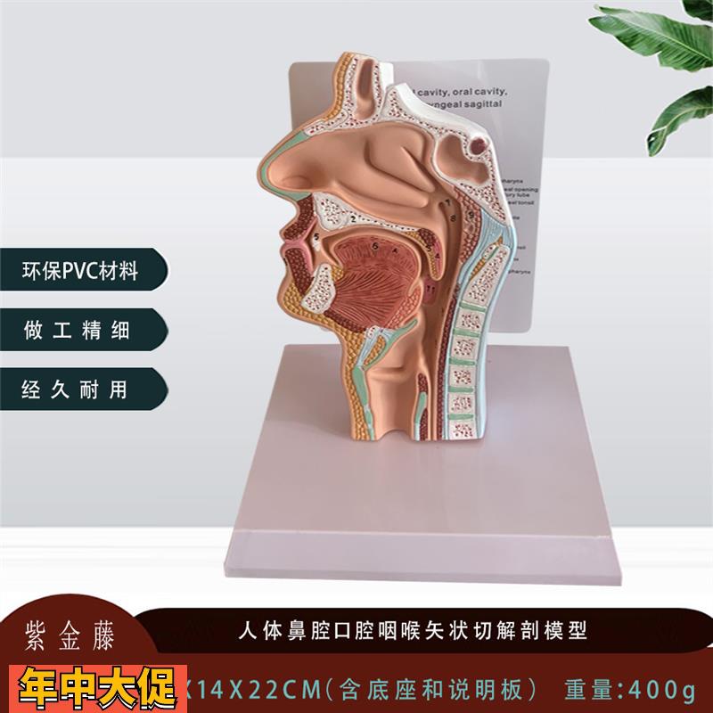 人体鼻腔解剖模型口腔咽喉耳鼻喉科教仪医用医学教学模型厂家直销