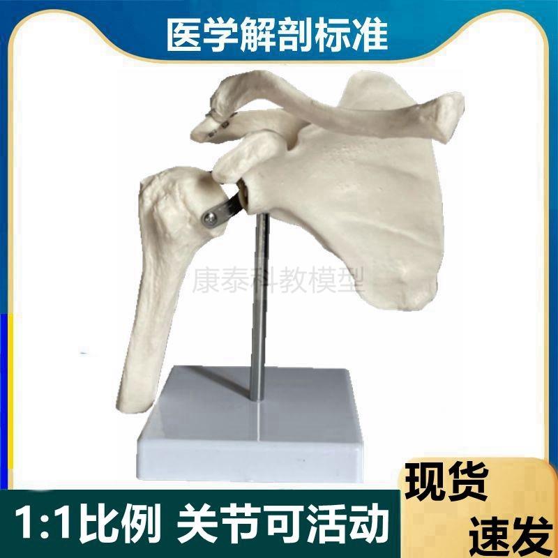 肩关节模型可活动肱骨头旋转锁骨肩部肌肉解剖韧带康复骨科医患用