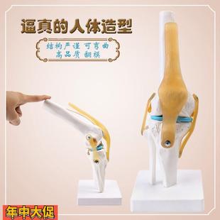人体膝关节功能模型骨骼骨架模型教学医用模型关人体节模型