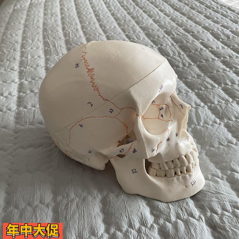瑞泰医学颅骨模型骨缝线标识头骨口腔牙科素描考古收藏神经外科用