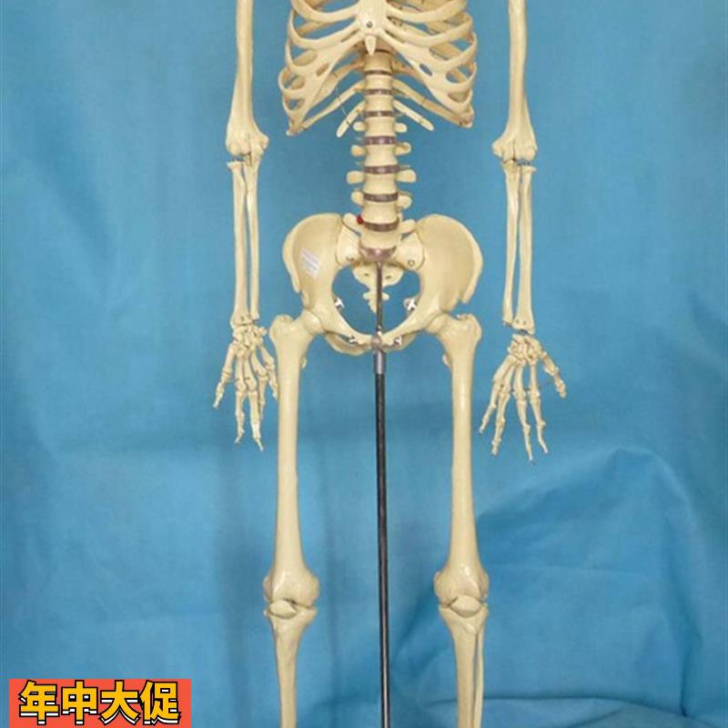 170cm人体骨骼模型1:1骷髅骨架医用教学教具展示讲解