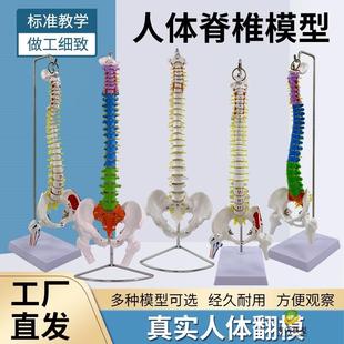 45cm人体脊柱模型医学正骨练习骨骼模型85cm脊椎骨架模型教学