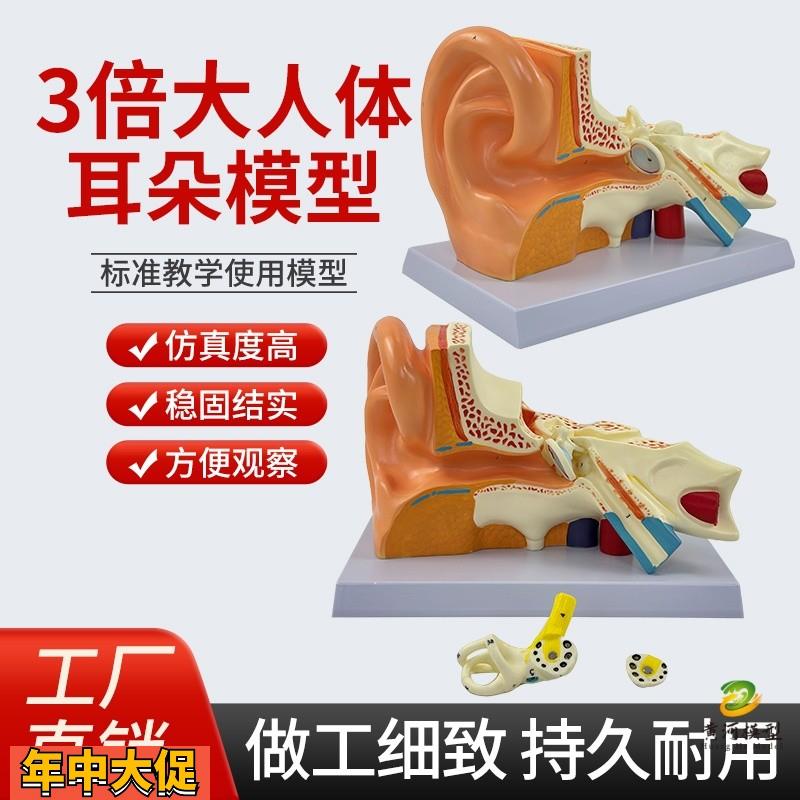 耳解剖模型人体耳朵模型3倍放大中耳模型人体器官解剖助听器展示