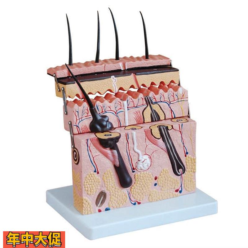 厂家直销立体皮肤模型皮肤切面模型皮肤结构模型皮肤放大模型