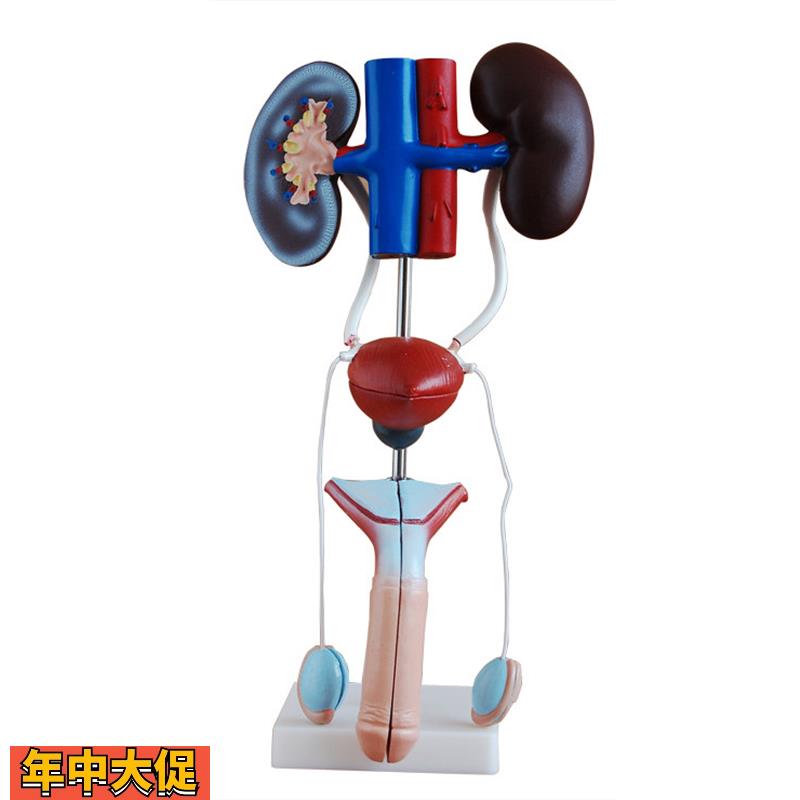 男性女性泌尿生殖系统模型肾脏解剖模型膀胱结构造教学医学教具
