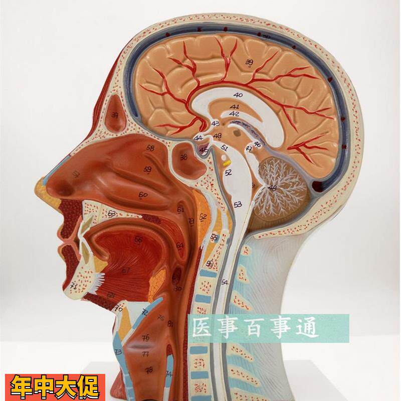 医用头面部解剖模型脑血管神经模型美容微整形模型头浅表模型