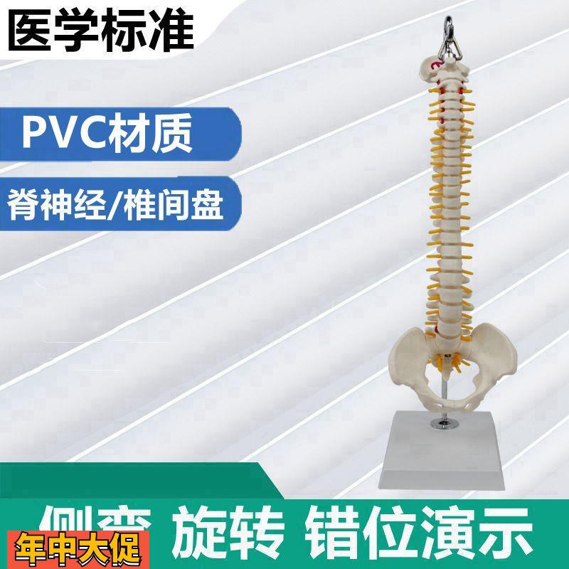 中型人体脊柱模型侧弯旋转瑜伽健身馆摆设中医经络颈椎骨盆康复功