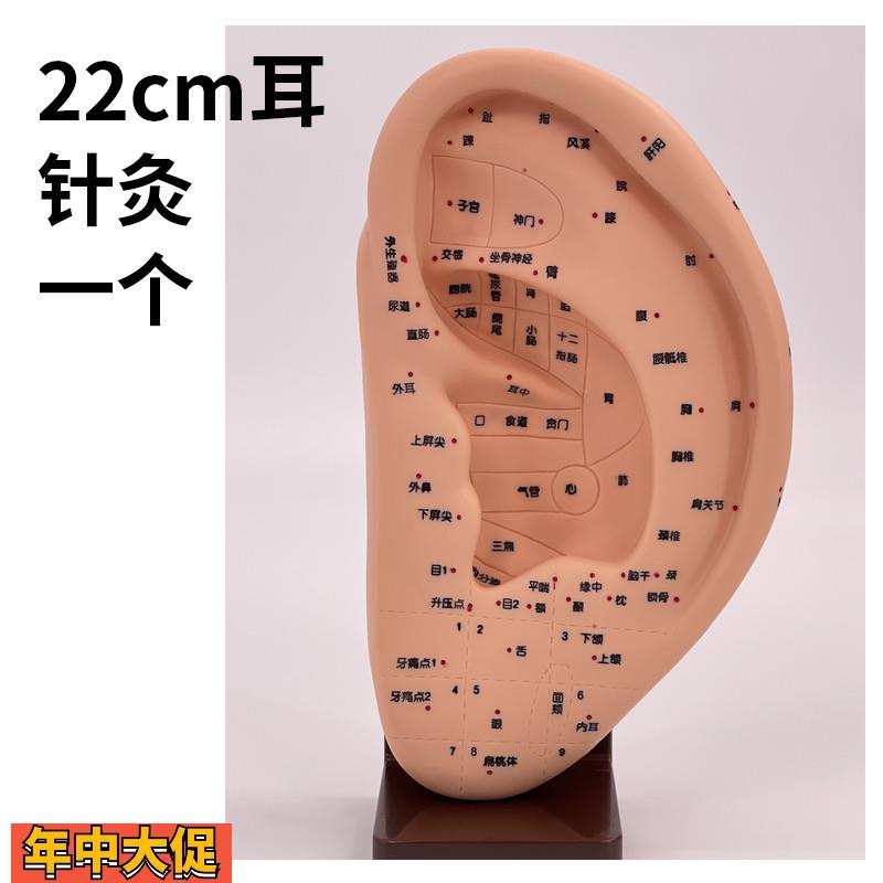 22cm超清晰穴位刻字耳穴模型耳部针灸穴位模型耳朵耳廓按摩理疗