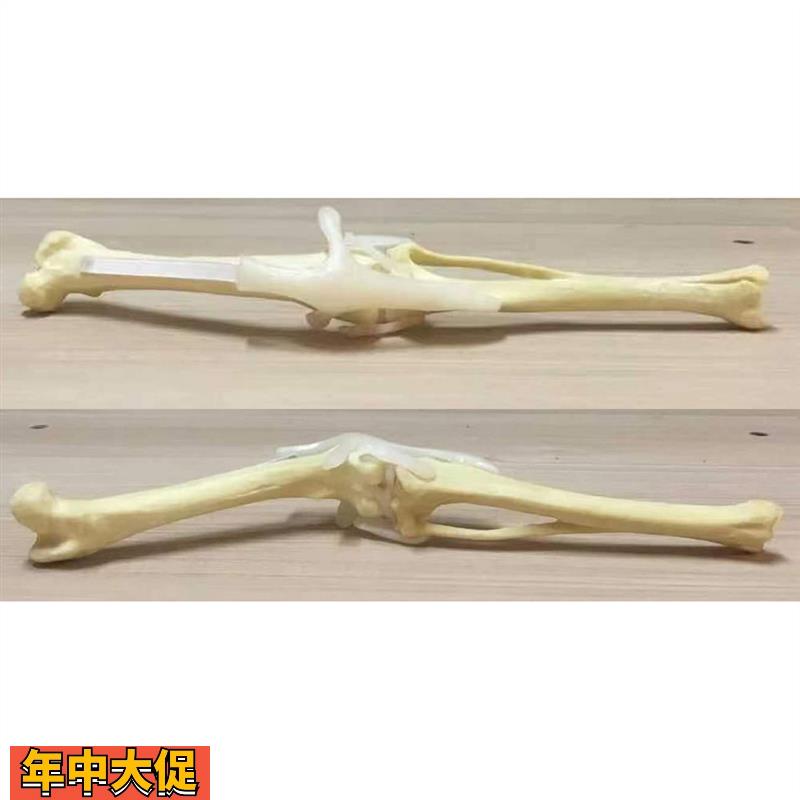 狗后肢狗股骨狗腓骨狗胫骨带韧带可活动练习仿真骨骨科手术演示骨