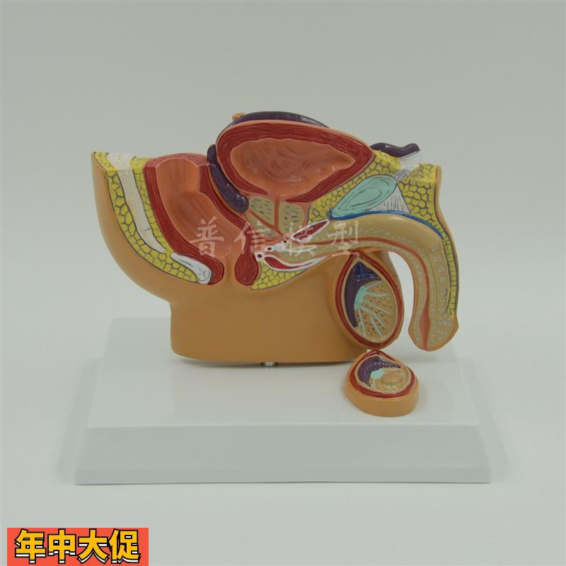 普信男性盆腔模型盆腔睾丸前列腺模型泌尿系统生殖系统医用