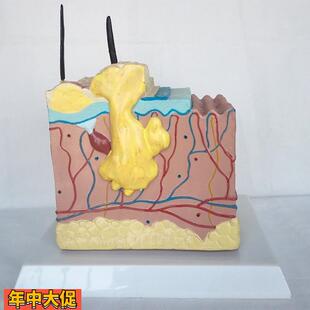 包邮狗病态.健康皮肤解剖比较模型动物解剖模型兽医用具