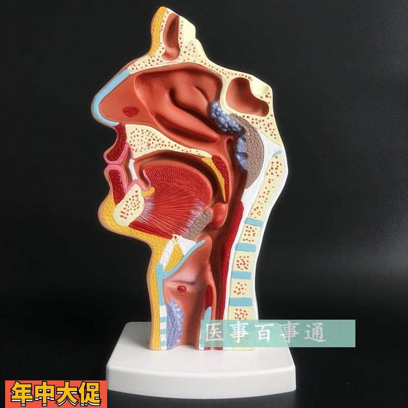 精品人体鼻腔咽喉解剖模型鼻咽腔病理模型耳鼻喉科医用模型包邮