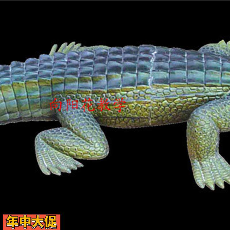 向阳花扬子鳄模型鳄鱼模型动物模型厂家直销包邮