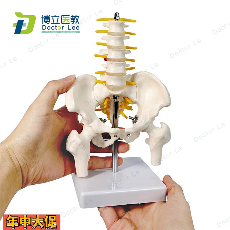 小型人体骨盆带五节腰椎带盆骨腿骨模型骨科脊柱脊椎模型腰椎模型