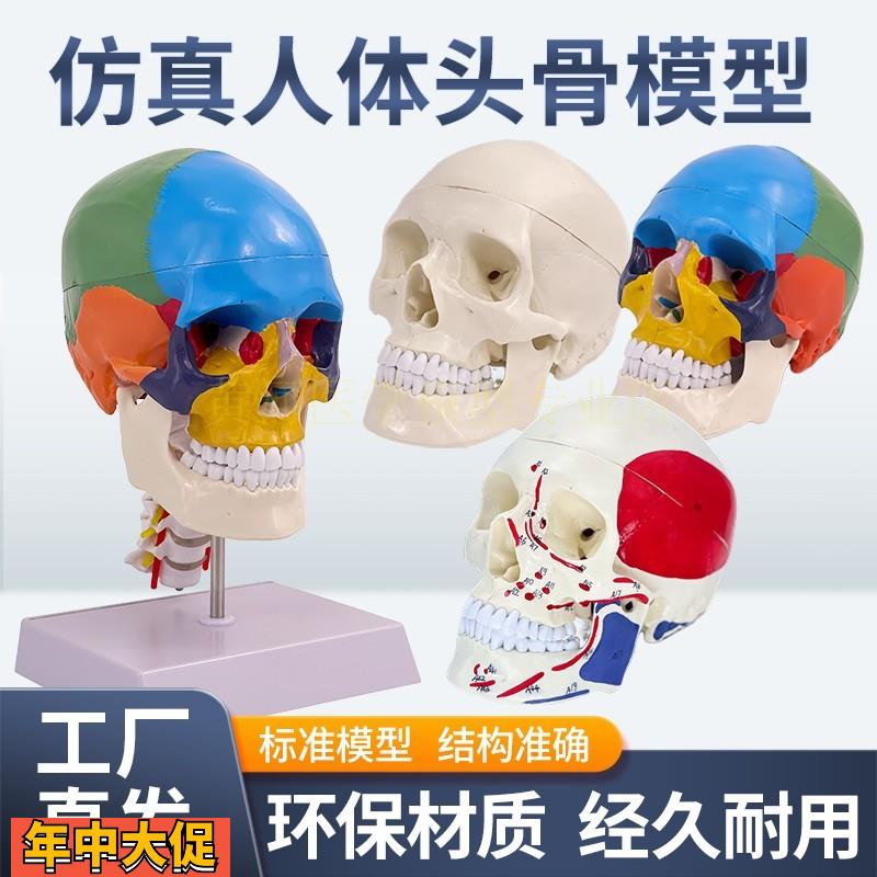 成人11医学仿真人体头骨模型头颅骨解剖数字编码标识骷髅标本