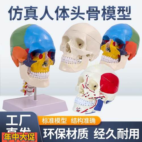成人11医学仿真人体头骨模型头颅骨解剖数字编码标识骷髅标本
