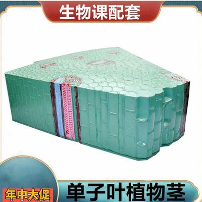 单子叶植物茎模型双子叶桃花小麦花植物根尖芽结构胚发育过程