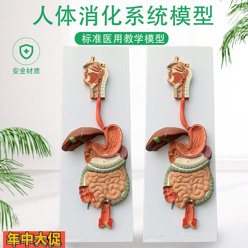 人体消化系统模型内脏器官解剖心脏鼻咽喉肠胃医院学校用教学教具