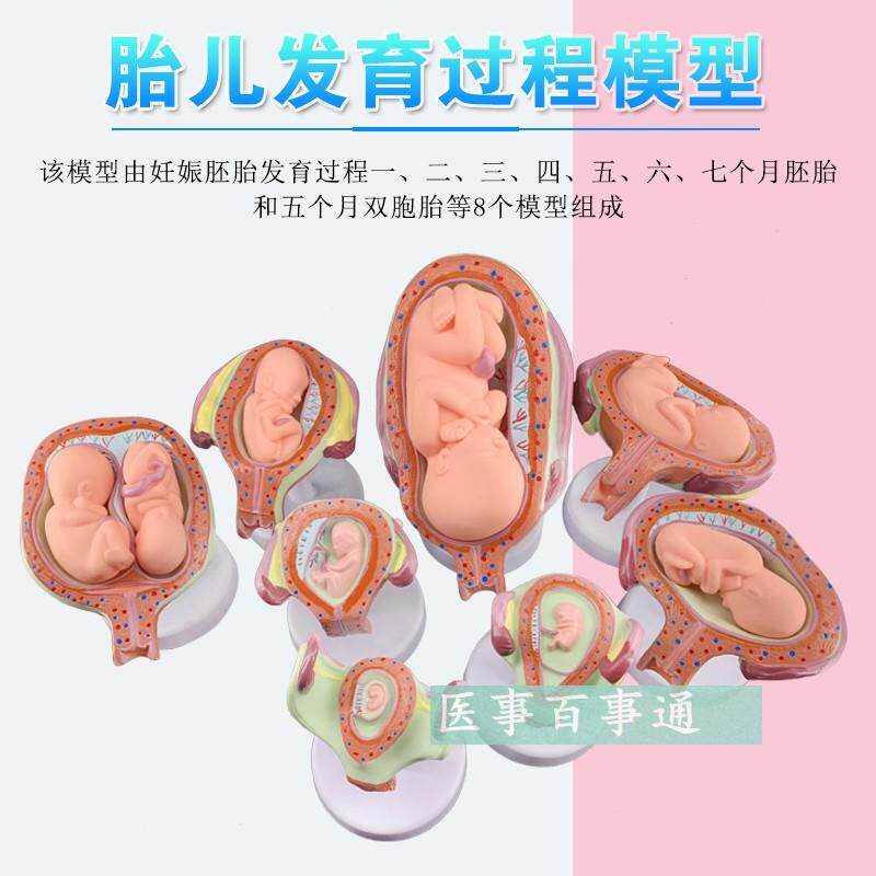 妊娠发育过程模型胚胎计划生育模型计生展示模型胎儿模型子宫