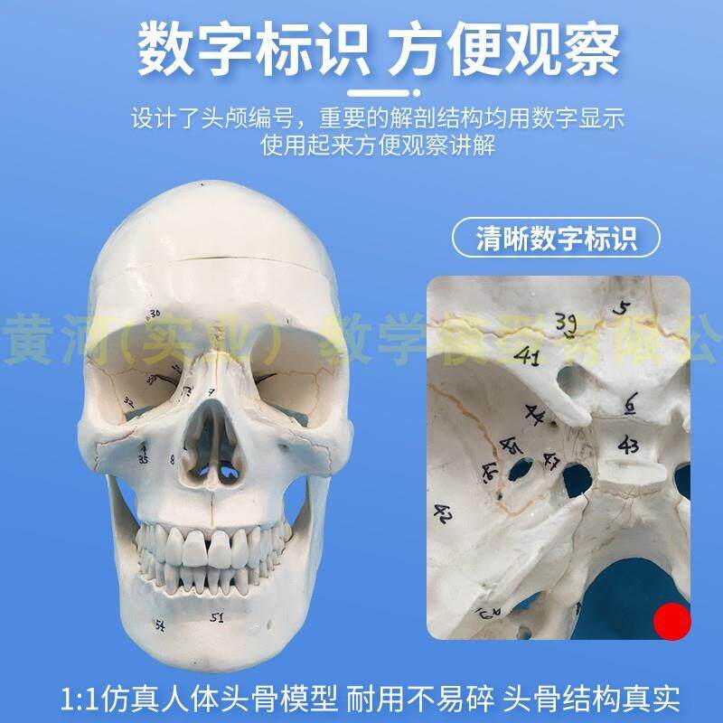 经典头颅模型3部分带数字标识骨缝线头骨头颅骨骨骼模型医用