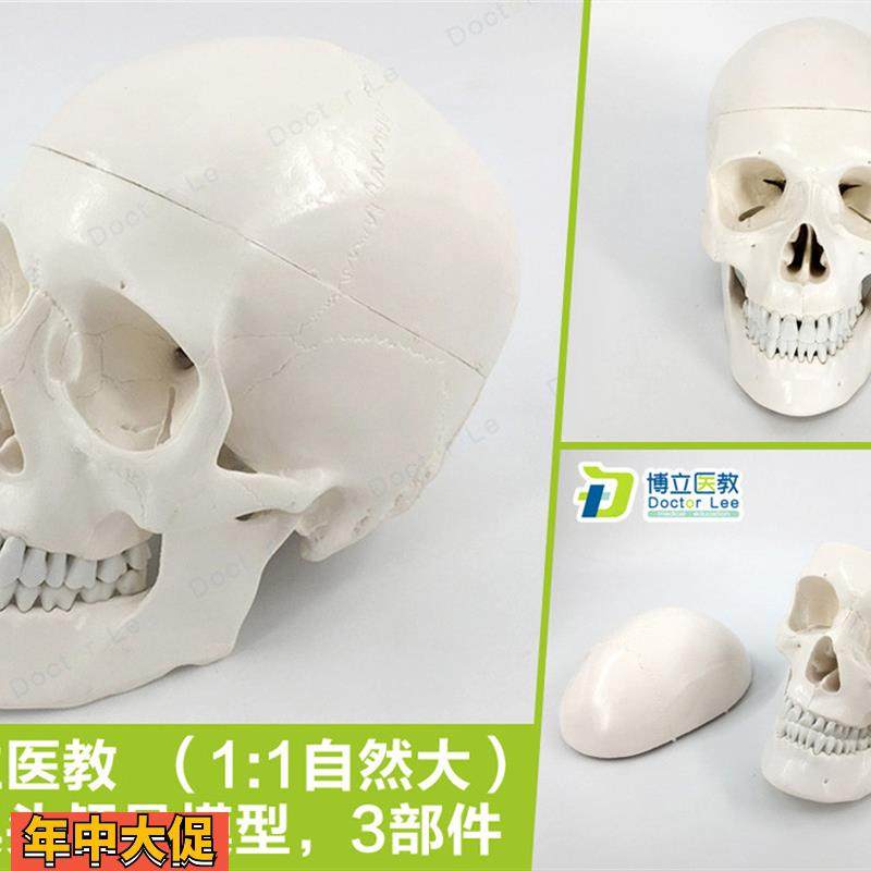 医用人体头骨1:1头颅骨模型艺术素描骷髅头模型可拆卸口腔模型