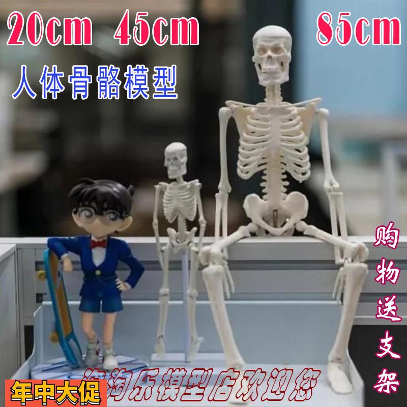 人体骨骼20cm模型45全骨色85可拆卸医用教学瑜伽健身玩具骷髅骨架