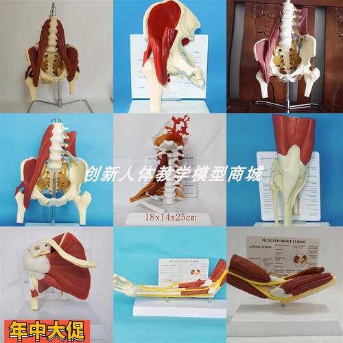 人体腰椎颈椎手臂肩髋膝关节带肌肉神经血管医用模型腰间盘颈骨骼