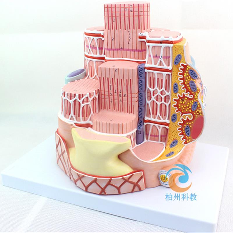 骨骼肌超微结构模型