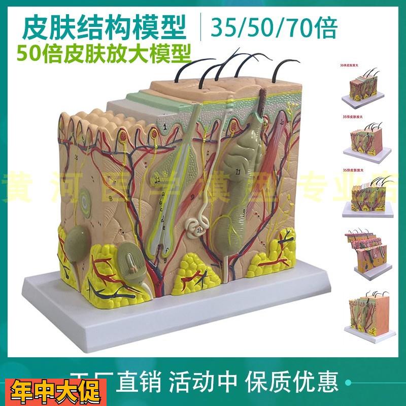 皮肤结构解剖模型教学组织层次立体构造微整形缝合美容医学模具型