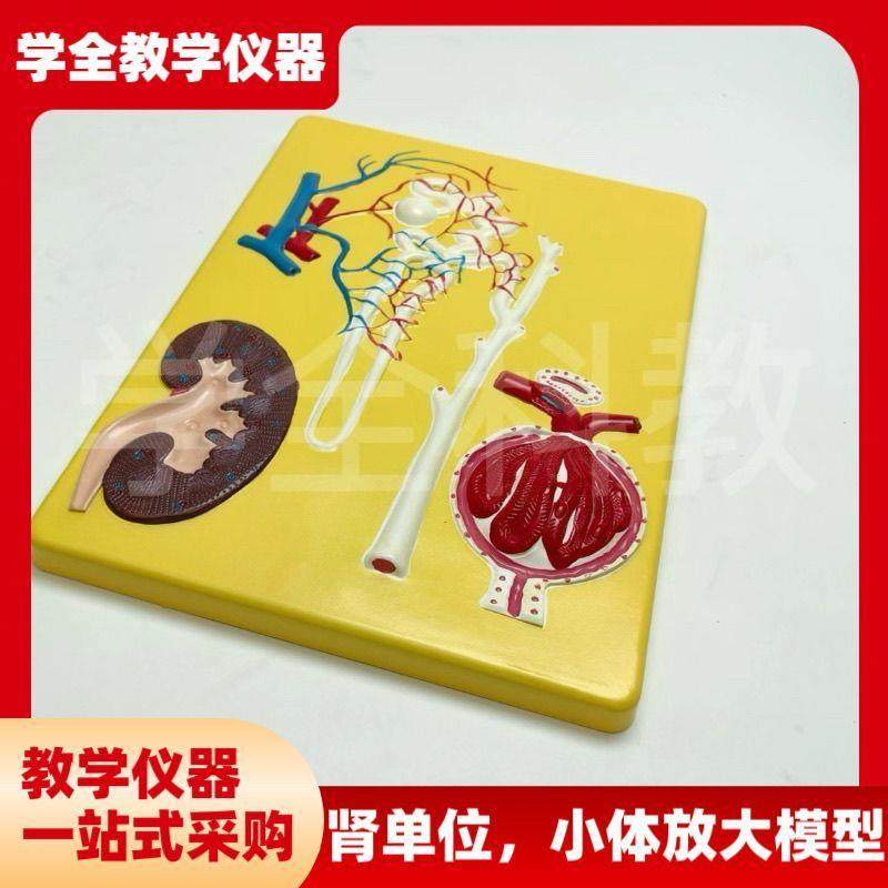 肾单位肾小体放大模型初中高中生物实验室教学仪器实验器材教具,文具电教/文化用品/商务用品,教学仪器/实验器材,淘宝优惠券,粉丝福利购,淘宝优惠卷