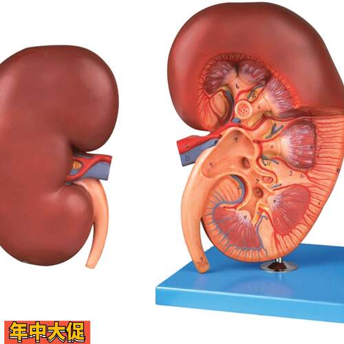 肾脏解剖放大模型A14005