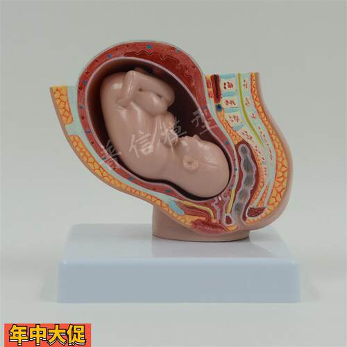 普信盆腔模型助产示教模型胚胎发育模型柜台展示计生用品