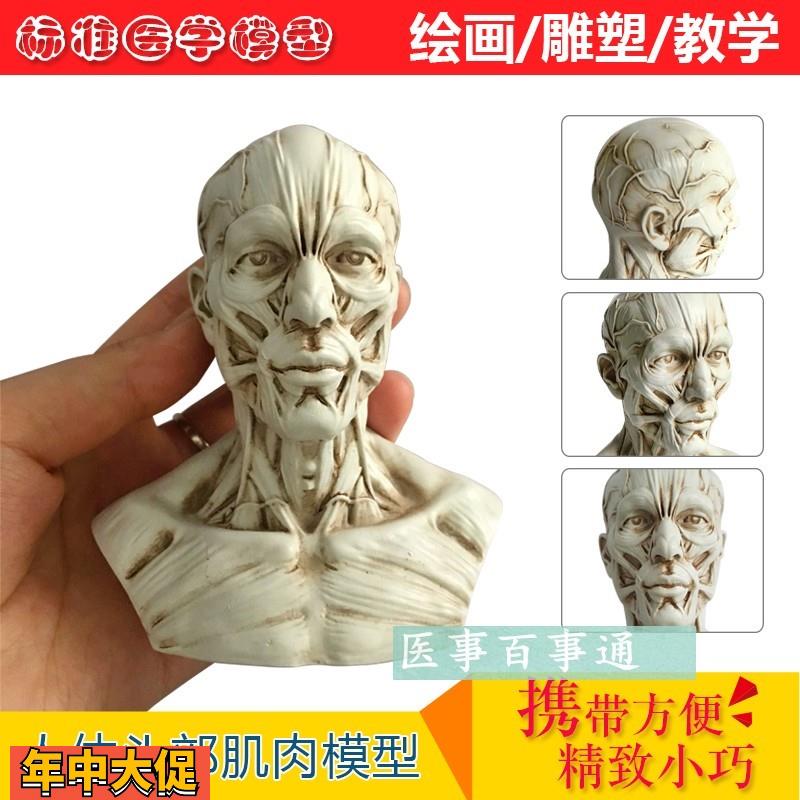 树脂骷髅头绘画半身像人头骨艺用人体肌肉骨骼解剖结构模型美术
