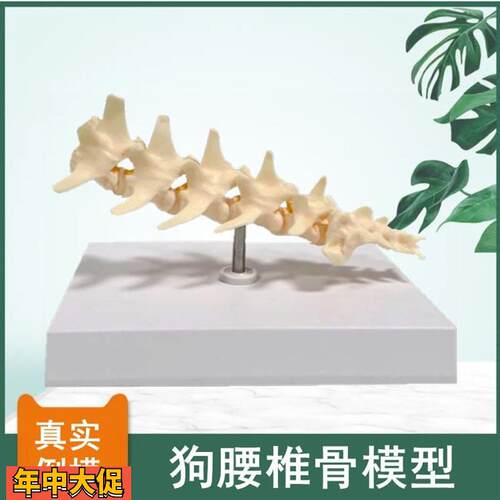 犬腰椎模型仿真狗骨骼塑胶骨头骨盆髋关节肩关节肘关节兽医药宠物