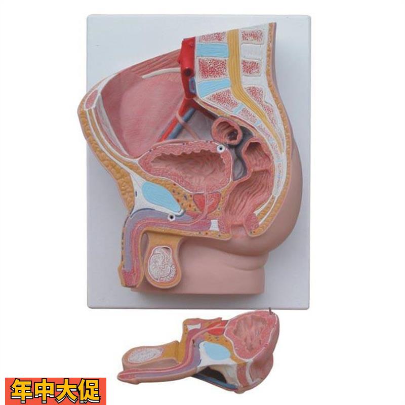 男性矢状解剖模型(2件)人体医学用教学标本模型