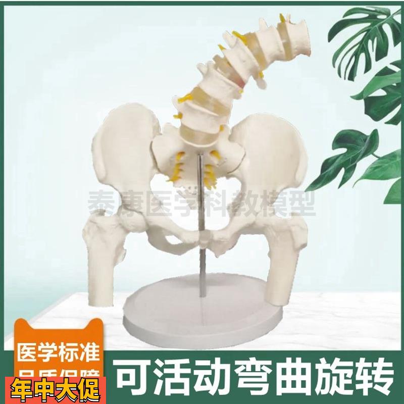 骨盆模型可活动旋转耻骨联合骶髂关节股骨头人体腰椎前后弯曲侧弯